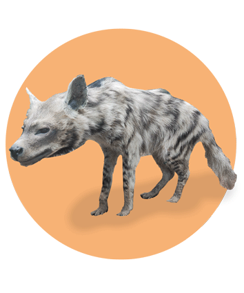  جانوران ایلام | کفتار راه راه ایلام